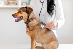5 Ways Cat And Dog Hospitals Support Preventive Wellness Plans